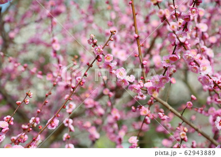 ピンクの梅の花 更紗 ピンクの梅の花 更紗 62943889