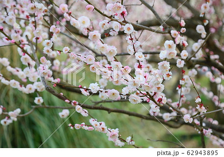 梅の花　朱鷺の舞 62943895