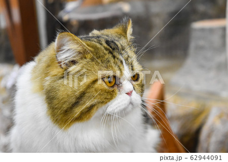 ぶさかわ、ねこの写真素材 [62944091] - PIXTA