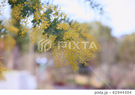 アカシアの花 アカシアの花 62944304