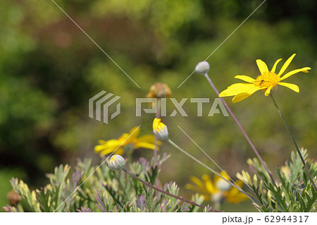 ハナアブとユリオプスデージーの花 62944317