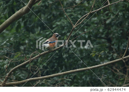 生き物　鳥類　カケス、カラフルで美しい鳥ですがカラスの仲間。なのでシルエットはカラスそのもの 62944474