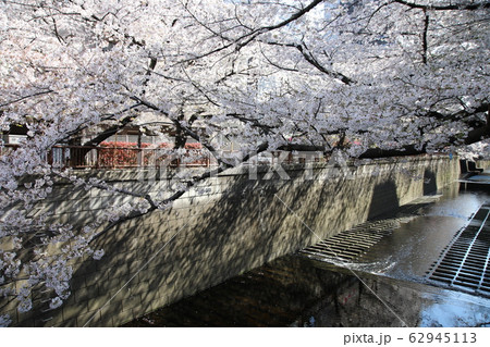 目黒川の桜(東京) 目黒川の桜(東京) 62945113