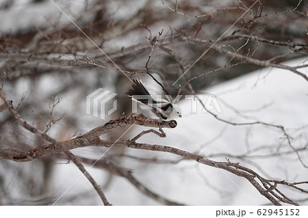 シマエナガ 62945152