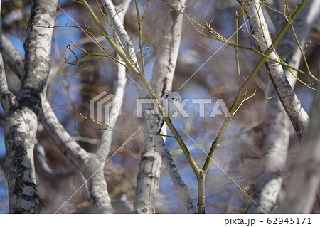 シマエナガ 62945171