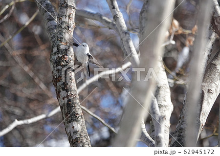 シマエナガ 62945172