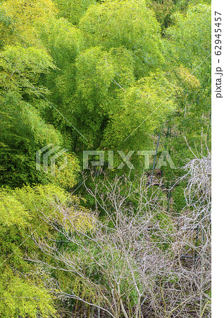 竹林　木々　山　もこもこ（石川県小松市） 62945457