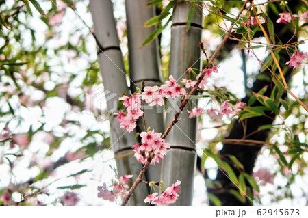 Cheery Blossom Blooming in Baehwa School in Busan, South Korea, Asia. 62945673
