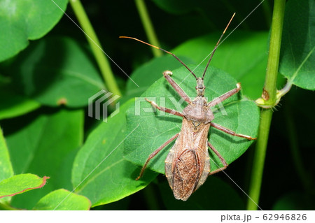 オオトビサシガメ(メス) オオトビサシガメ(メス) 62946826