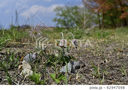 鬼怒川河原の花咲く翁草 62947098