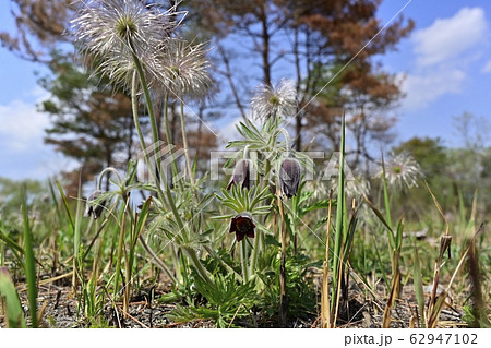 鬼怒川河原の花咲く翁草 62947102