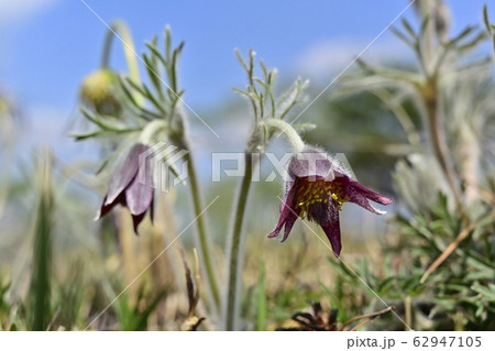 鬼怒川河原の花咲く翁草 62947105