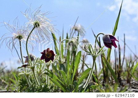 鬼怒川河原の花咲く翁草 鬼怒川河原の花咲く翁草 62947110