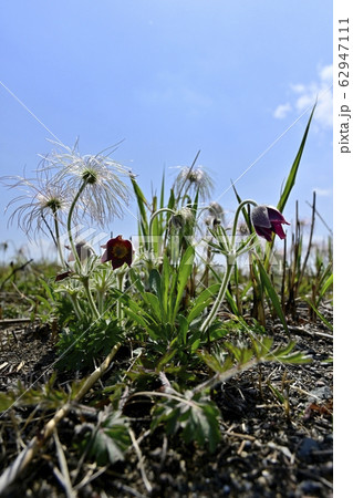 鬼怒川河原の花咲く翁草 鬼怒川河原の花咲く翁草 62947111