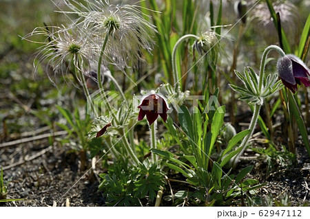 鬼怒川河原の花咲く翁草 鬼怒川河原の花咲く翁草 62947112