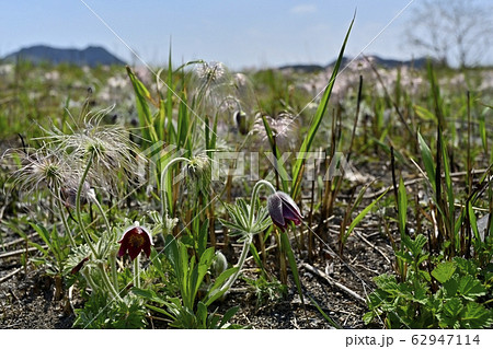 鬼怒川河原の花咲く翁草に羽黒山 62947114