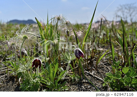 鬼怒川河原の花咲く翁草に羽黒山 鬼怒川河原の花咲く翁草に羽黒山 62947116