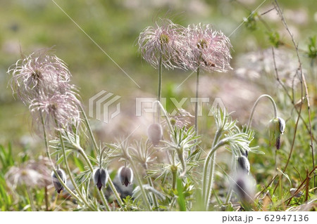 鬼怒川河原の花咲く翁草 鬼怒川河原の花咲く翁草 62947136