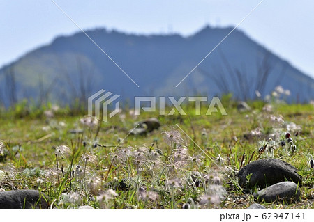 鬼怒川河原の花咲く翁草に羽黒山 62947141
