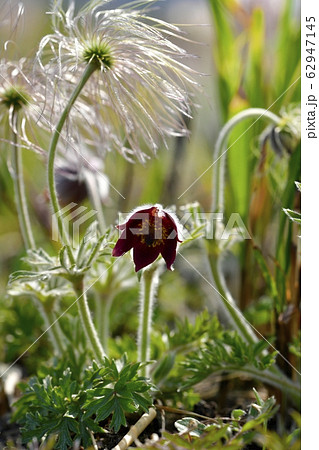 鬼怒川河原の花咲く翁草 鬼怒川河原の花咲く翁草 62947145