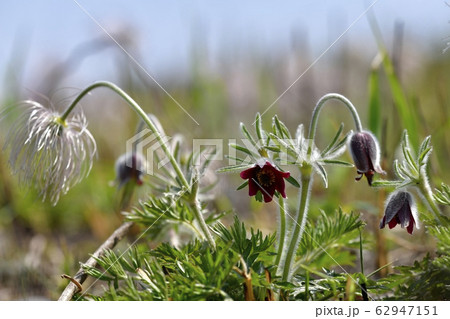 鬼怒川河原の花咲く翁草 62947151