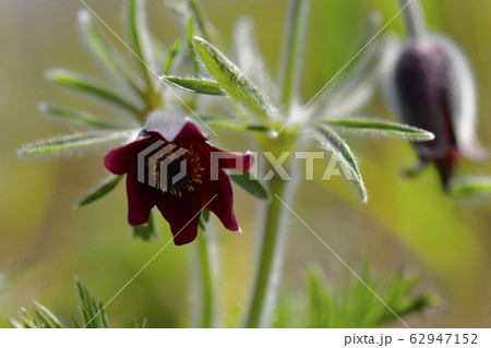 鬼怒川河原の花咲く翁草 鬼怒川河原の花咲く翁草 62947152