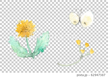 黄色いお花とモンシロチョウのイラスト素材