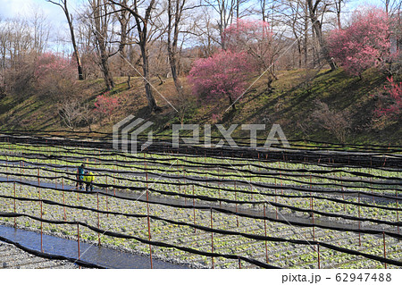 安曇野 早春の大王わさび農場 安曇野 早春の大王わさび農場 62947488