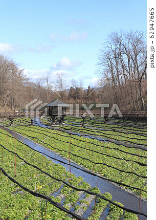 安曇野 早春の大王わさび農場 安曇野 早春の大王わさび農場 62947665