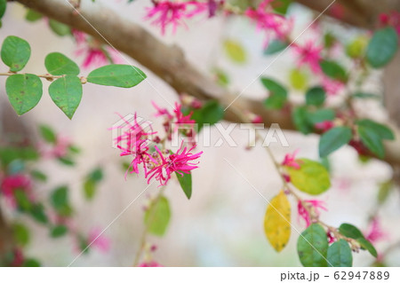 アカバナトキワマンサクの花 62947889