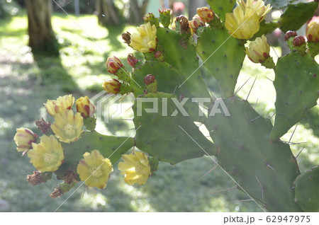 サボテンの花 サボテンの花 62947975