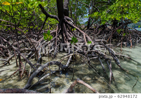 Tropical mangrove forest along coastal in Surin Island, Thailand Tropical mangrove forest along coastal in Surin Island, Thailand 62948172