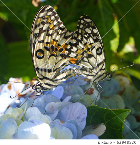 Butterfly couple Butterfly couple 62948520