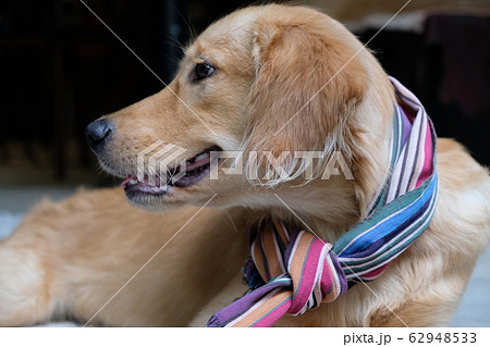 Golden retriever  62948533