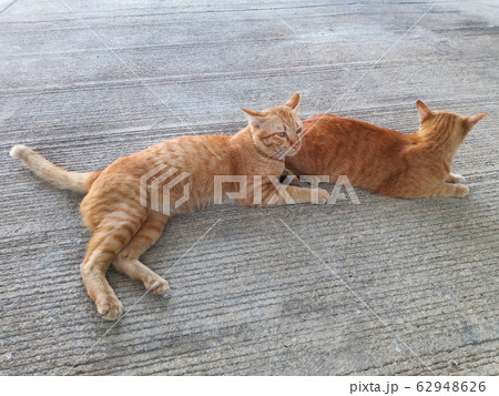 two cute cats laying dawn 62948626