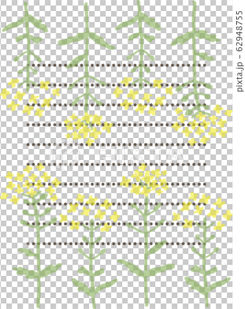 菜の花の便箋 62948755