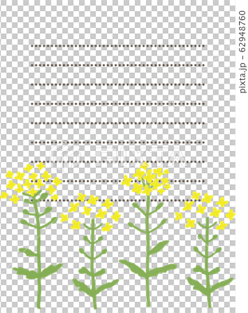 菜の花の便箋 菜の花の便箋 62948760