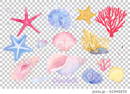 seashells clipart 水彩イラストセット（貝殻 珊瑚 ヒトデ） 62948850