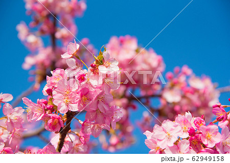 ピンク色の桜と青空 ピンク色の桜と青空 62949158