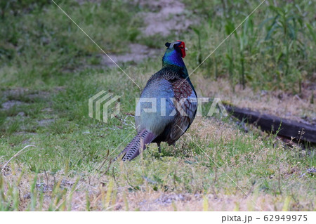 キジのオス 62949975