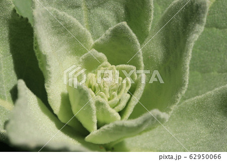 ビロードモウズイカの葉 62950066