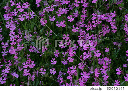 桜草のジュウタン（背景素材） 62950145