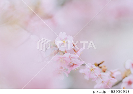 日本の桜 日本の桜 62950913