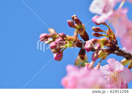 河津桜(N) 河津桜(N) 62951206