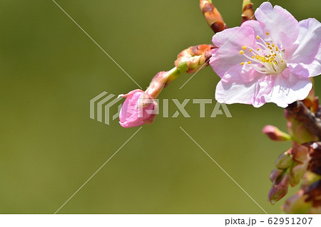 河津桜(N) 河津桜(N) 62951207
