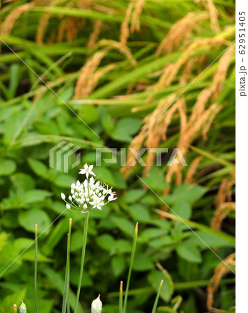 畦に咲く韮の花と稲穂風景 畦に咲く韮の花と稲穂風景 62951405