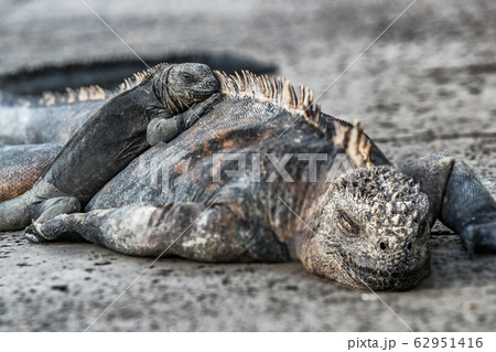 Galapagos Islands Marine Iguana - animals and wildlife of Galapagos 62951416