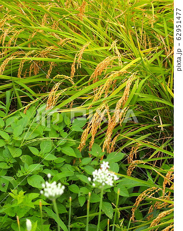 稲穂と畦に咲く韮の花風景 稲穂と畦に咲く韮の花風景 62951477