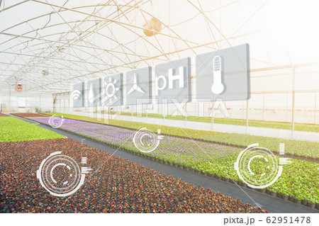 Smart greenhouses for growing flowers. Floriculture industry. Digital transformation in agriculture 62951478