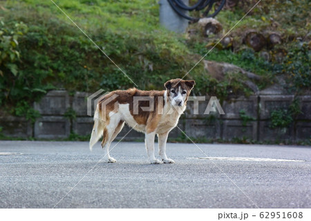 野犬 野犬 62951608